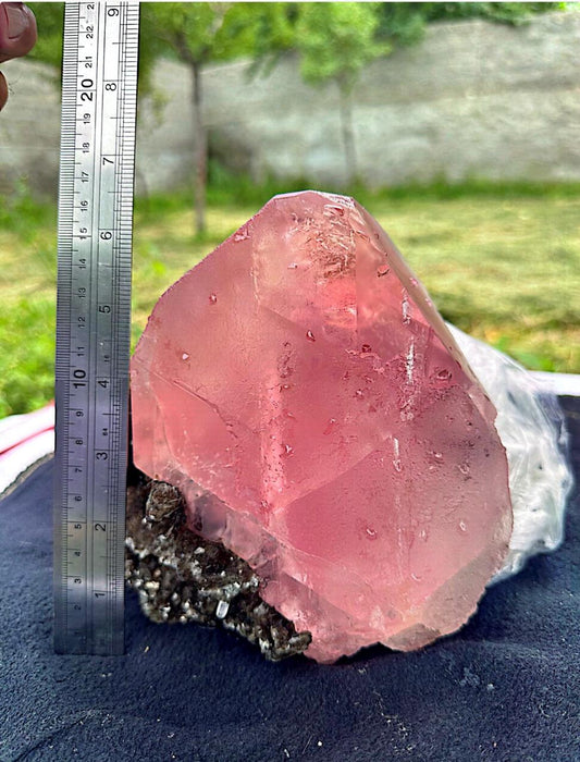 Pink Specimen